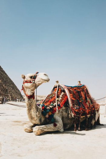 brown camel brown camel