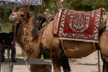 Brown Camel Brown Camel
