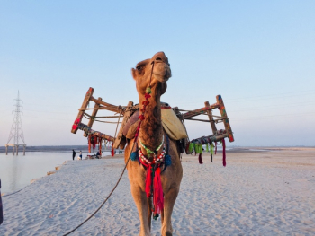 Brown Camel Brown Camel