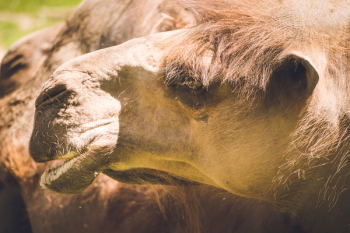 Brown Camel Brown Camel