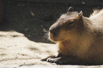 Brown Capybara Brown Capybara