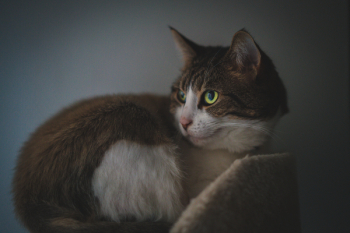 Brown Cat