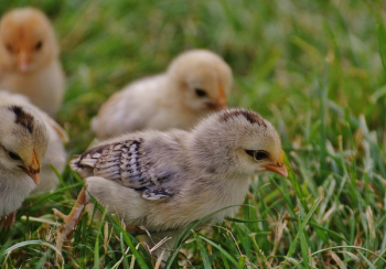 Brown Chick Brown Chick
