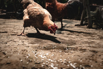 brown chicken on brown sand brown chicken on brown sand