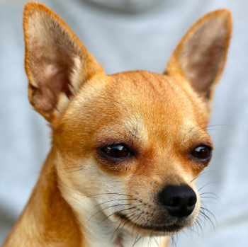 Brown Chihuahua Brown Chihuahua