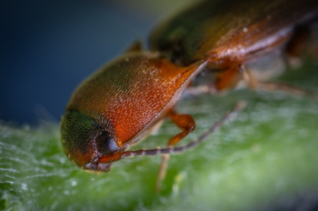 Brown Click Beetle Brown Click Beetle