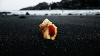 brown conch shell on gray sand closeup photo brown conch shell on gray sand closeup photo