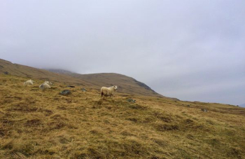 brown cow during daytime brown cow during daytime
