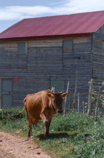 Brown Cow Near Barn Brown Cow Near Barn