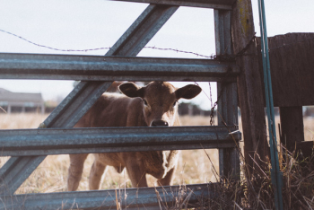 Brown Cow Near Gray Steel Fence Brown Cow Near Gray Steel Fence