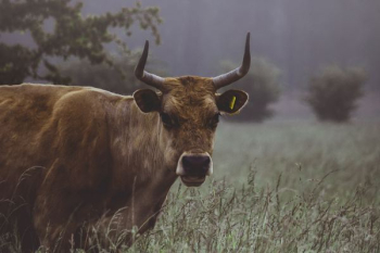 brown cow near plants brown cow near plants