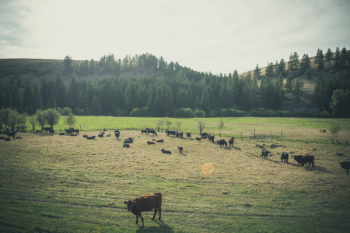 Brown Cow on Grass Field Brown Cow on Grass Field