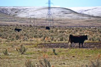 Brown Cow On Green Grass Brown Cow On Green Grass