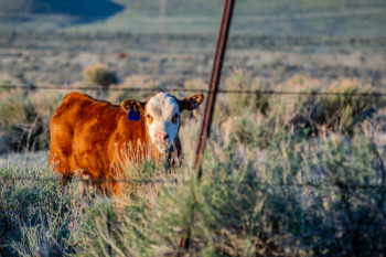 Brown Cow on Green Grass Brown Cow on Green Grass