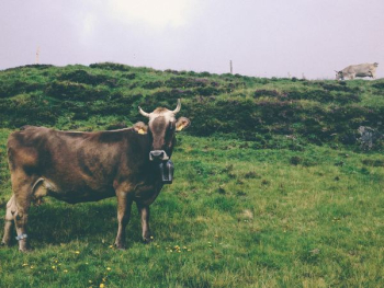 brown cow on green grass field brown cow on green grass field