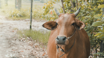 Brown Cow Standing Near Plants Brown Cow Standing Near Plants