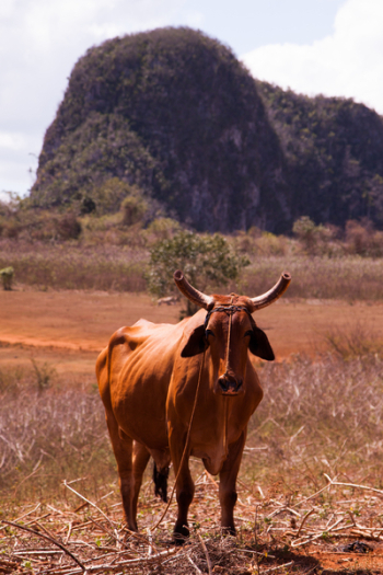 Brown Cow Standing on Grass Brown Cow Standing on Grass