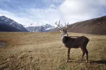 brown deer brown deer