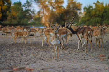 Brown Deer Brown Deer