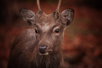 Brown Deer Brown Deer