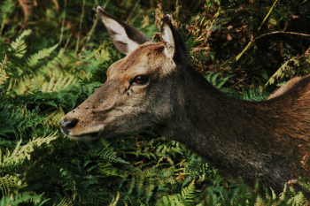 Brown Deer Brown Deer