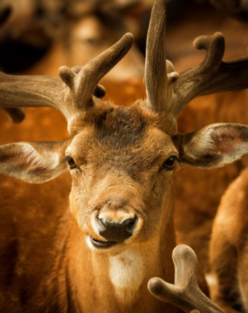 Brown Deer Brown Deer