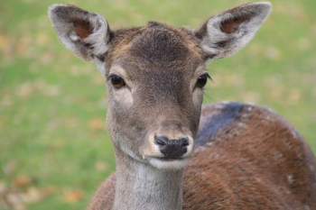 Brown Deer Brown Deer
