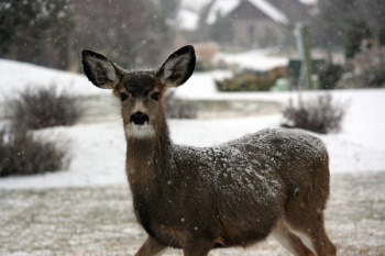 brown deer brown deer