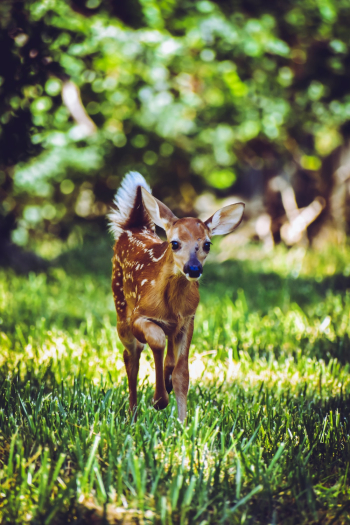 Brown Deer Brown Deer