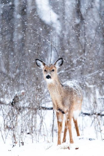 brown deer at winter brown deer at winter