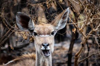Brown Deer Beside Brown Leaves Brown Deer Beside Brown Leaves