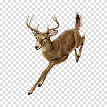 Brown deer illustration, Roe deer Red deer Elk, deer transparent background PNG clipart