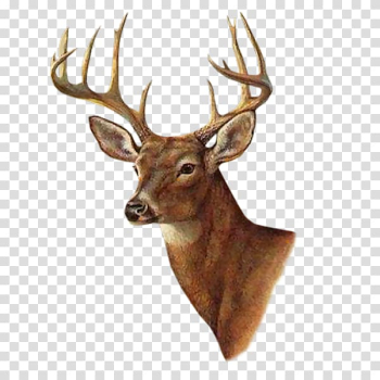 Brown deer illustration, White-tailed deer Painting Printmaking AllPosters.com, deer transparent background PNG clipart