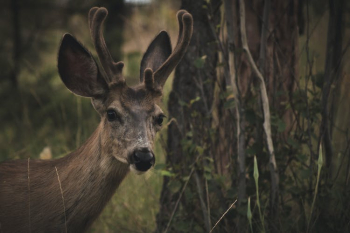 Brown Deer Near Tree