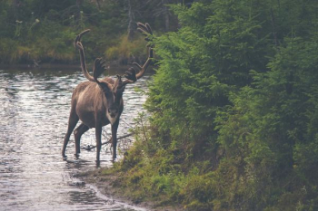 brown deer on body of water brown deer on body of water