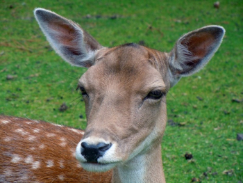 Brown Deer on Grass Field Brown Deer on Grass Field