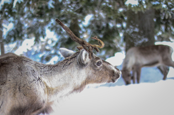 Brown Deer on Snow