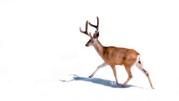 brown deer on white background brown deer on white background
