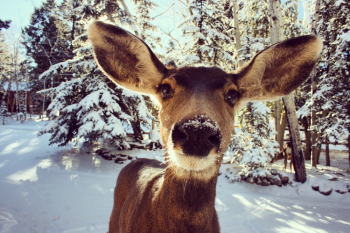Brown Deer Photo Brown Deer Photo