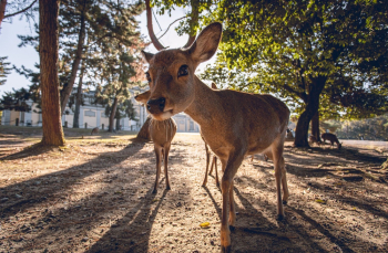 Brown Deer Photograph Brown Deer Photograph