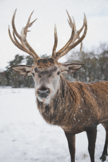 Brown Deer Standing on Snow 