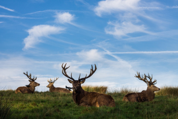 Brown Deers Brown Deers