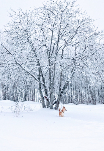Brown Dog Standing on Snow Field Beside Bare Tree Brown Dog Standing on Snow Field Beside Bare Tree