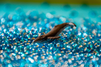 Brown Dolphin Figurine Brown Dolphin Figurine