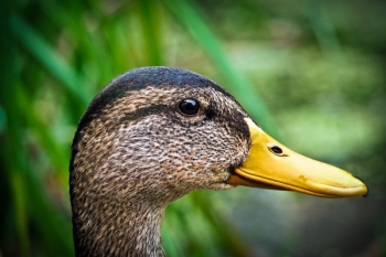 Brown Duck Near Green Leafed Plant Brown Duck Near Green Leafed Plant