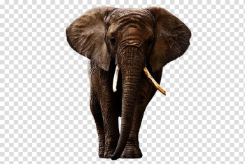 Brown elephant illustration, Indian elephant African forest elephant, Elephant transparent background PNG clipart