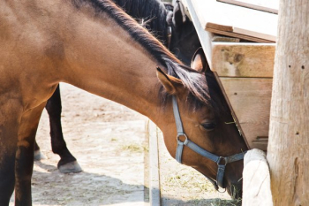 Brown Equestrian Horse Brown Equestrian Horse