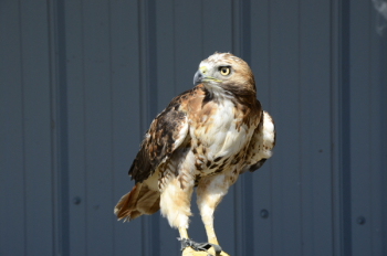 Brown Falcon Brown Falcon