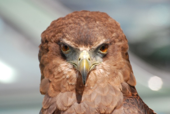 Brown Falcon Brown Falcon