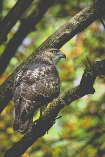 Brown Falcon on Tree Brown Falcon on Tree